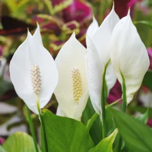 Peace Lily Live Plant - Indoor Flowering Plant 4-8 Inches Home Office Decor