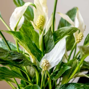 Peace Lily Live Plant - Indoor Flowering Plant 4-8 Inches Home Office Decor