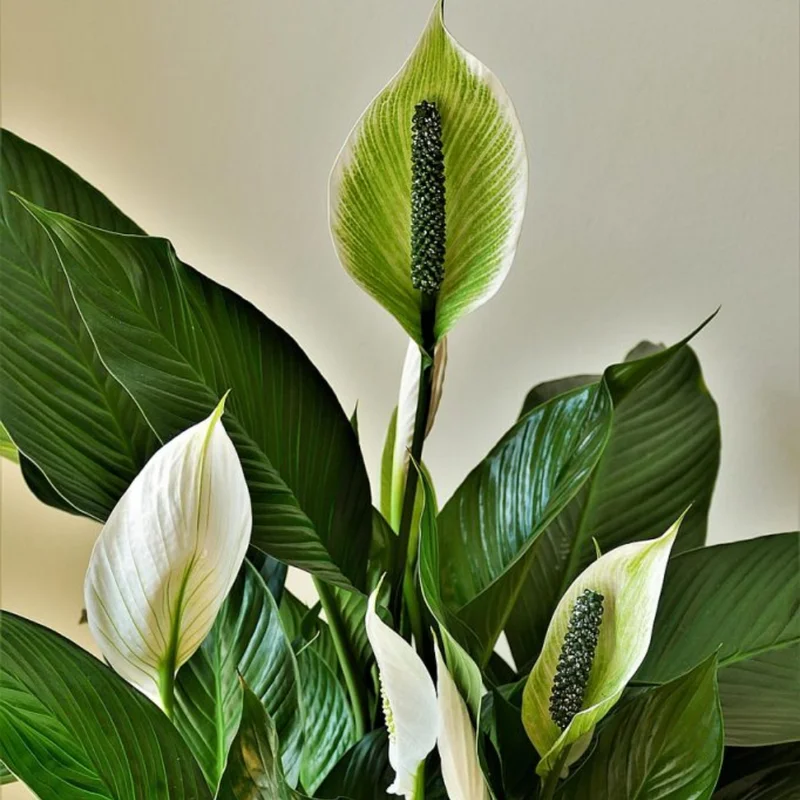 Peace Lily Plant Pack - Indoor Houseplant, 4-7 Inch Tall, Easy Care