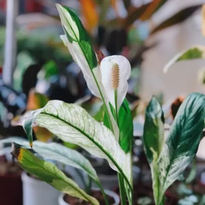 Peace Lily Plant Pack - Indoor Houseplant, 4-7 Inch Tall, Easy Care
