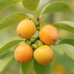 Persimmon Trees Live Plants - American Persimmon Tree - 6-13 inch Tall