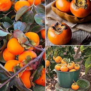 Persimmon Trees Live Plants - American Persimmon Tree - 6-13 inch Tall