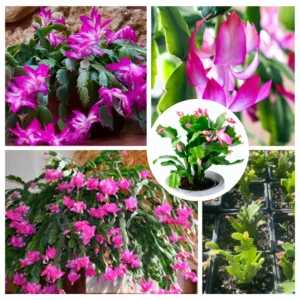 Pink Christmas Cactus