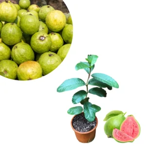 Pink Guava Tree - 8-Month-Old Guava Plant 4-9 Inches - Fruit Tree