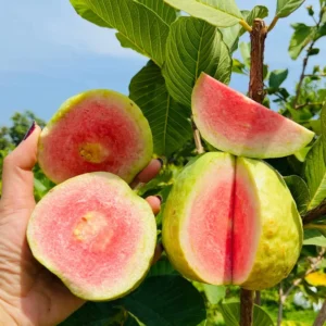 Pink Guava Tree - 8-Month-Old Guava Plant 4-9 Inches - Fruit Tree