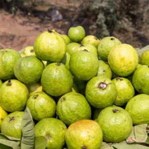 Pink Guava Tree - 8-Month-Old Guava Plant 4-9 Inches - Fruit Tree