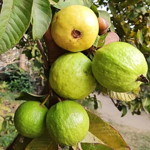 Pink Guava Tree Live Plant - Tropical Fruit Tree 4-8'' Tall - Outdoor Planting