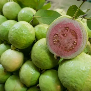 Pink Guava Tree Live Plant - Tropical Fruit Tree 4-8'' Tall - Outdoor Planting