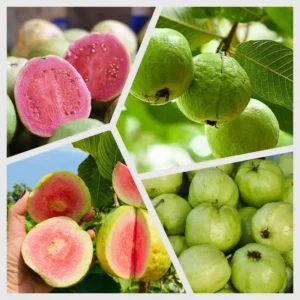 Pink Guava Tree Live Plant - Tropical Fruit Tree 4-8'' Tall - Outdoor Planting