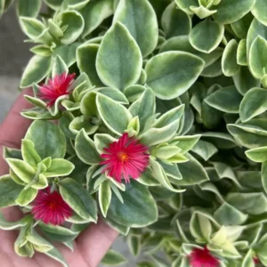 Pink Ice Plant Variegated Baby Sun Rose 2'' Pot Trailing Succulent Ground Cover