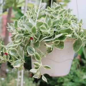 Pink Ice Plant Variegated Baby Sun Rose 2'' Pot Trailing Succulent Ground Cover