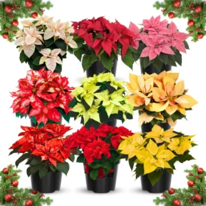 Poinsettia Plants Live Set of 2, Christmas Holiday Houseplants, 5-9 Inches Tall, No Pot