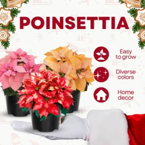 Poinsettia Plants Live Set of 2, Christmas Holiday Houseplants, 5-9 Inches Tall, No Pot