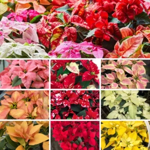 Poinsettia Plants Live Set of 2, Christmas Holiday Houseplants, 5-9 Inches Tall, No Pot