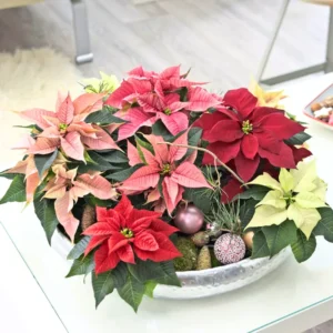 Poinsettia Plants Live Set of 2, Christmas Holiday Houseplants, 5-9 Inches Tall, No Pot