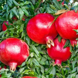 Pomegranate Plant Live Tree - 24-36 Inch Pomegranate Bush for Home Gardens