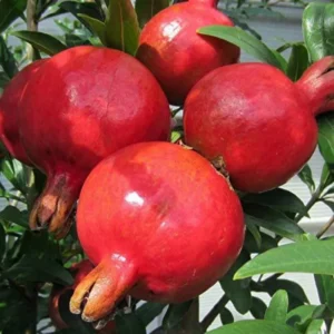 Pomegranate Plant Live Tree - 24-36 Inch Pomegranate Bush for Home Gardens