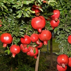 Pomegranate Tree Plant Live - 24-36 Inch Pomegranate Tree Bush