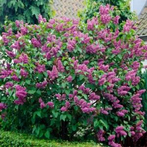 Purple Lilac Plant Bush: Fragrant Lavender Blooms, Hardy Shrub