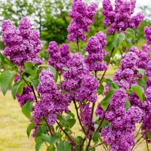 Purple Lilac Plant Bush: Fragrant Lavender Blooms, Hardy Shrub