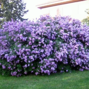 Purple Lilac Plant Bush: Fragrant Lavender Blooms, Hardy Shrub