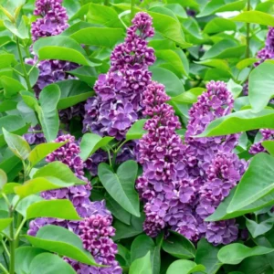 Purple Lilac Plant Bush: Fragrant Lavender Blooms, Hardy Shrub