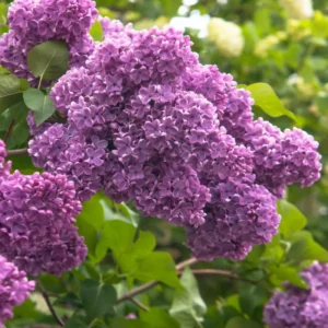 Purple Lilac Plant Bush: Fragrant Lavender Blooms, Hardy Shrub