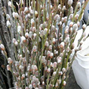 Pussy Willow Plants Live Tree 2.5 Inch Pot - Ornamental Shrub for Home Decor & Outdoor Planting