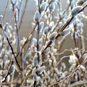 Pussy Willow Plants Live Tree 2.5 Inch Pot - Ornamental Shrub for Home Decor & Outdoor Planting