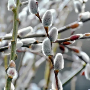 Pussy Willow Plants Live Tree 2.5 Inch Pot - Ornamental Shrub for Home Decor & Outdoor Planting