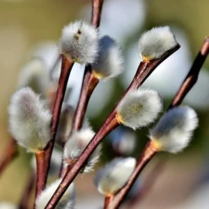 Pussy Willow Plants Live Tree 2.5 Inch Pot - Ornamental Shrub for Home Decor & Outdoor Planting
