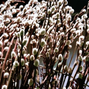 Pussy Willow Tree Live Plant - 2.5 inch Pot - Ornamental Vase Branches