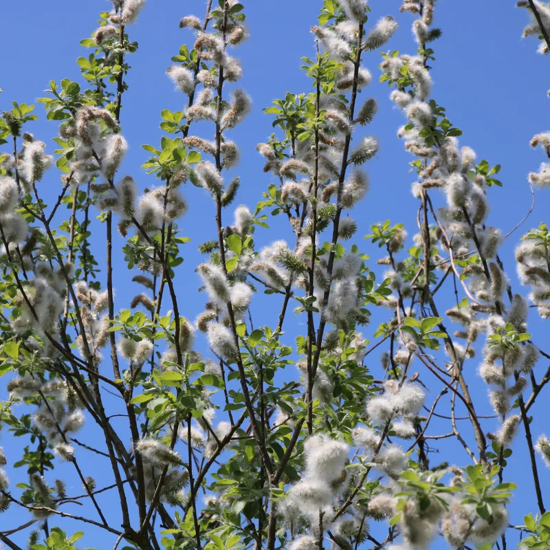 Pussy Willow Tree Live Plant - 2.5 inch Pot - Ornamental Vase Branches