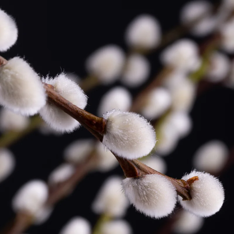 Pussy Willow Tree Live Plant - 2.5 inch Pot - Ornamental Vase Branches
