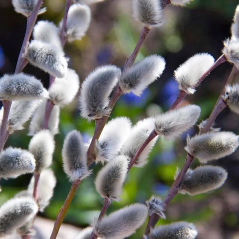 Pussy Willow Tree Live Plant - 2.5 inch Pot - Ornamental Vase Branches