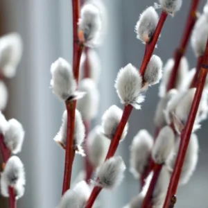 Pussy Willow Tree Live Plant - 2.5 inch Pot - Ornamental Vase Branches