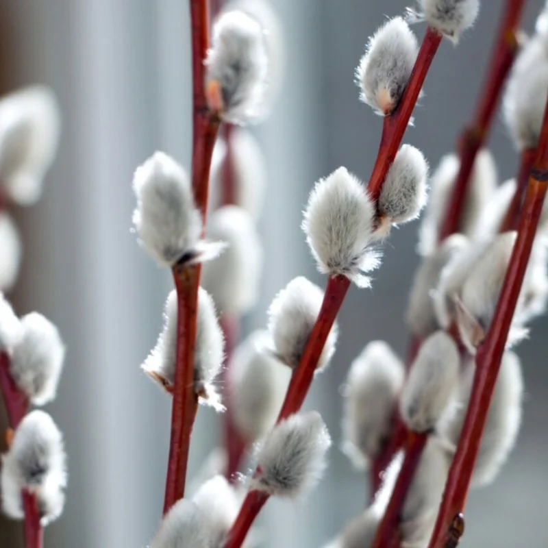 Pussy Willow Tree Live Plant - 2.5 inch Pot - Ornamental Vase Branches