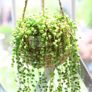 Rare Succulent Houseplant - Live Indoor Plant Decoration