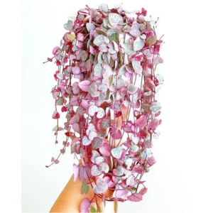 Rare Succulent Houseplant - Live Indoor Plant Decoration