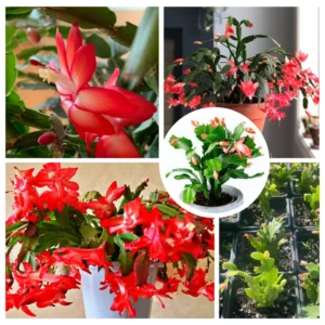 Red Christmas Cactus