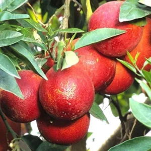 Red Lime Tree - Live Plant 3-4 Ft - Ready to Plant