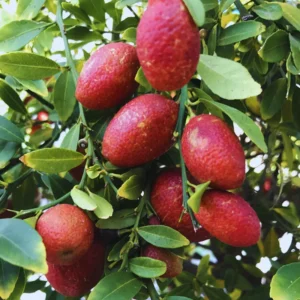 Red Lime Tree - Live Plant 3-4 Ft - Ready to Plant