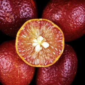 Red Lime Tree - Live Plant 3-4 Ft - Ready to Plant