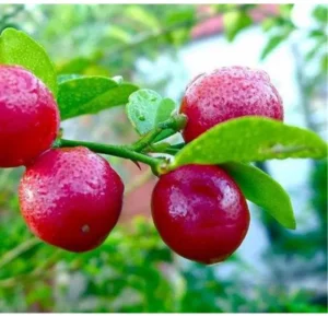 Red Lime Tree - Live Plant 3-4 Ft - Ready to Plant