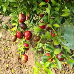 Red Lime Tree - Live Plant 3-4 Ft - Ready to Plant