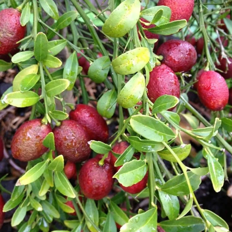 Red Lime Tree Live Plant 3-4' Tall in Pot - Ready for Planting