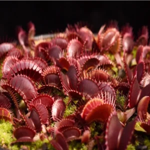 Red Venus Flytrap Live Plant - High Yield Dionaea Muscipula Cultivar
