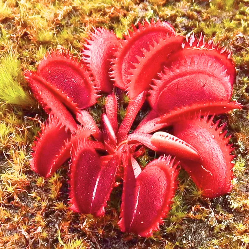 Red Venus Flytrap Live Plant - High Yield Dionaea Muscipula Cultivar