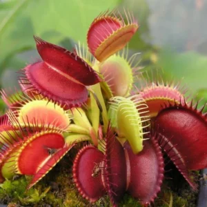 Red Venus Flytrap Live Plant - High Yield Dionaea Muscipula Cultivar