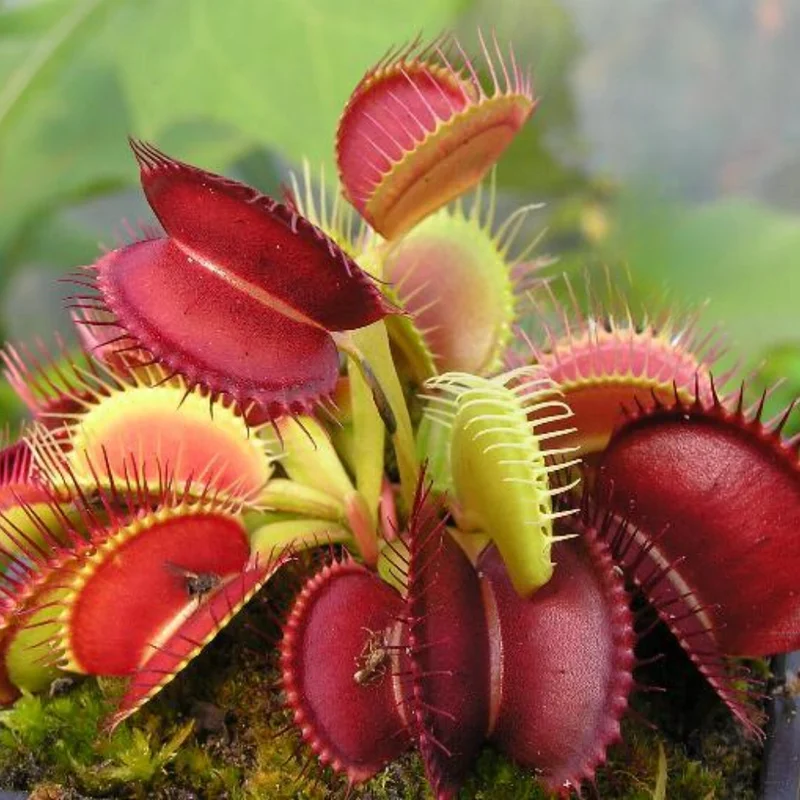 Red Venus Flytrap Live Plant - High Yield Dionaea Muscipula Cultivar